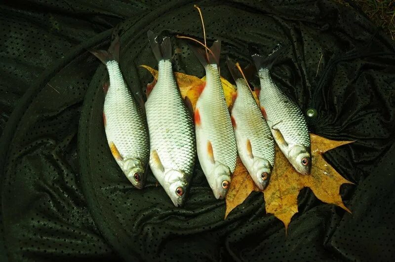 Ловля плотвы в ноябре. Зимняя рыбалка на плотву. Ловля плотвы в ноябре. Трофейная плотва. Плотва осенью на поплавок в октябре.