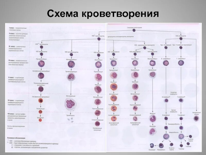 Гемопоэз гистология. Гемопоэз схема кроветворения гистология. современная схема кроветворения гистология. схема постэмбрионального гемопоэза. современная схема кроветворения эритропоэз.