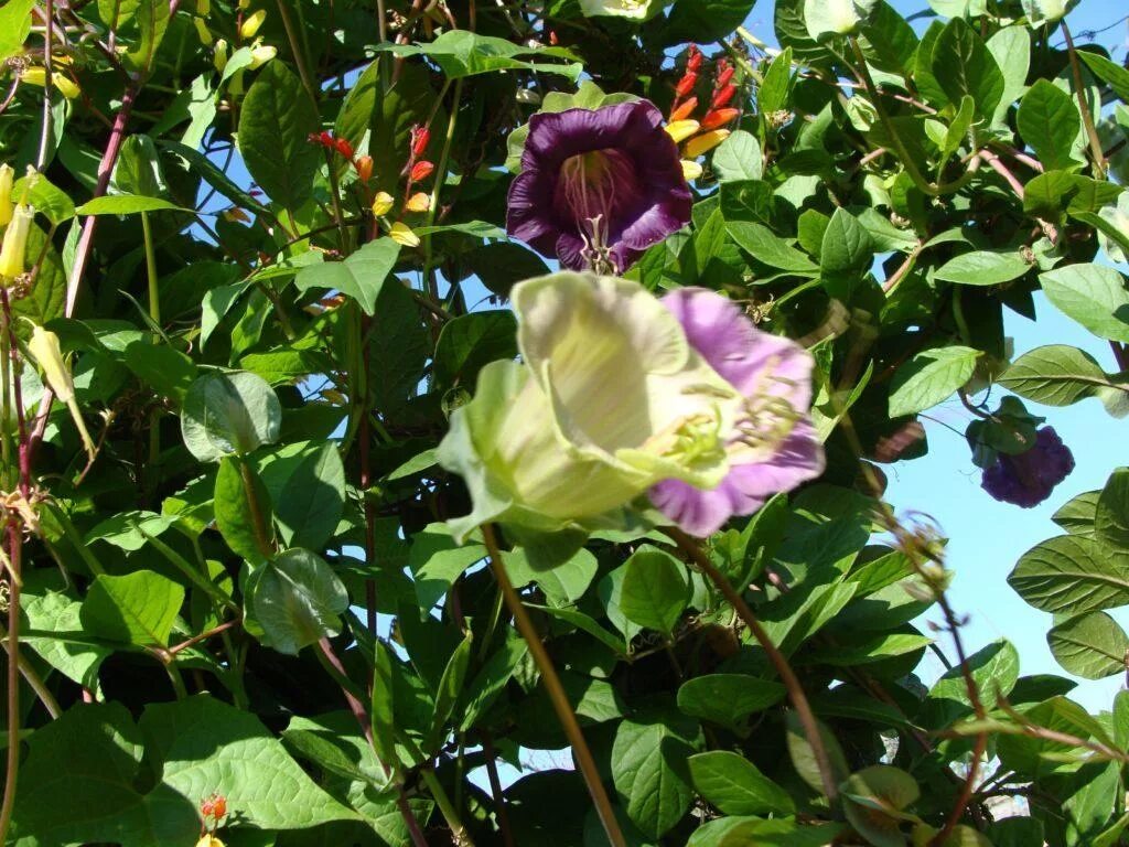 кобея условия выращивания. кобея живая изгородь. кобея лазающая фиолетовая. кобея лазающая семена. кобея цветок.