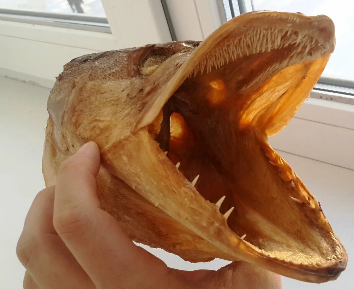 Чучело из головы щуки. Чучело из щучьей головы. Чучело щуки. Голова щуки таксидермия. Чучело головы щуки.