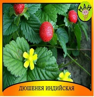 Перец однолетний лапчатка абрикос земляника редька