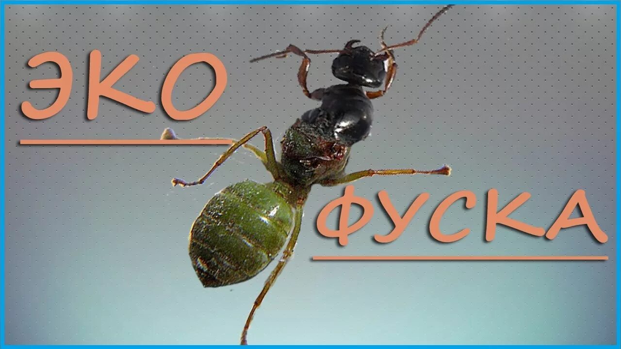 Ant видео