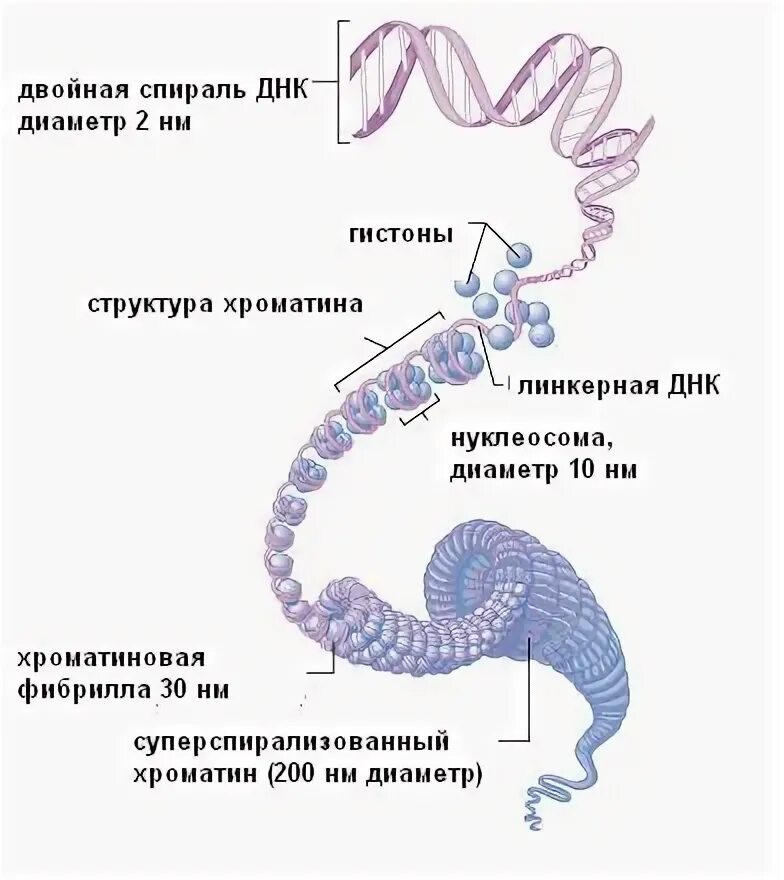Процесс спирализации днк. Хромомерный уровень организации хроматина. хромонемный уровень компактизации днк. уровни организации интерфазного хроматина. структурная организация днк в хроматине.