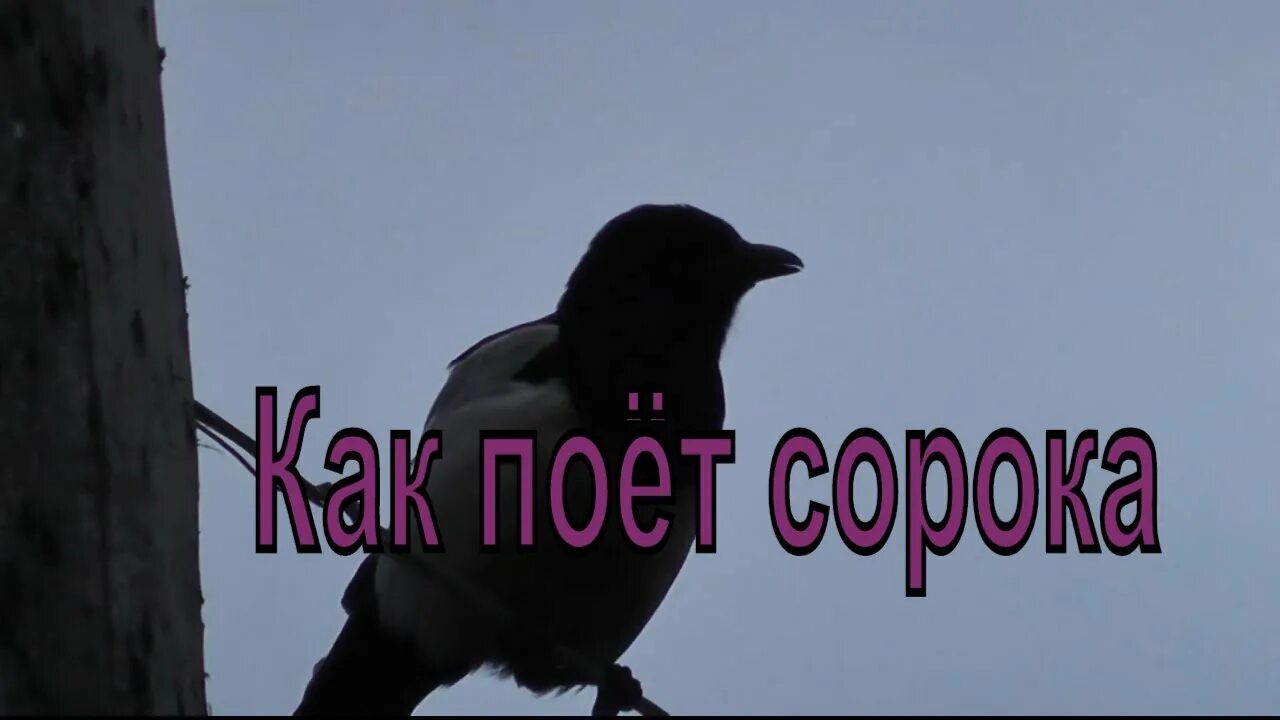 Сорока поет. Голос сороки. Как поёт сорока. Сорока кричит.