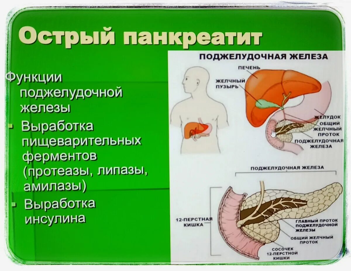 Как понять что поджелудочной плохо. Пищеварительная функция поджелудочной железы и печени. роль поджелудочной железы в пищеварении. острый билиарный панкреатит.