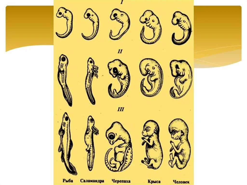 Где и как развивается плод млекопитающих. Эмбриональное развитие зародышей позвоночных. Сходство зародышевого развития позвоночных животных. Выявление признаков сходства зародышей. Рис 168 зародышевое сходство.