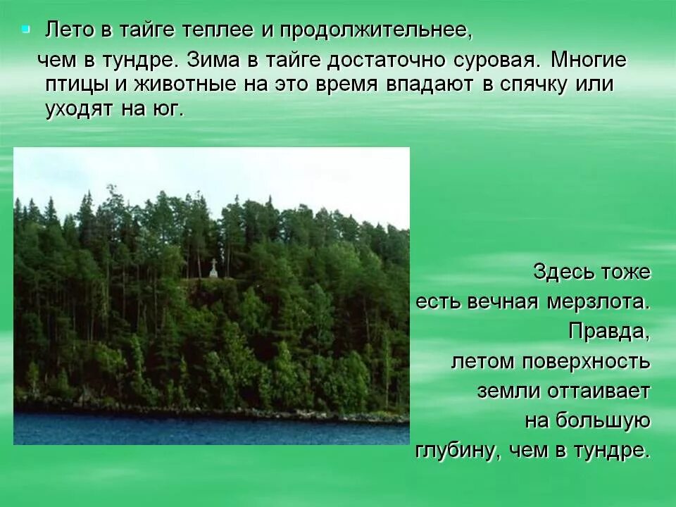 Тайга значение. Природные зоны тайга и тундра. тайга природная зона. описание тайги. тайга презентация.