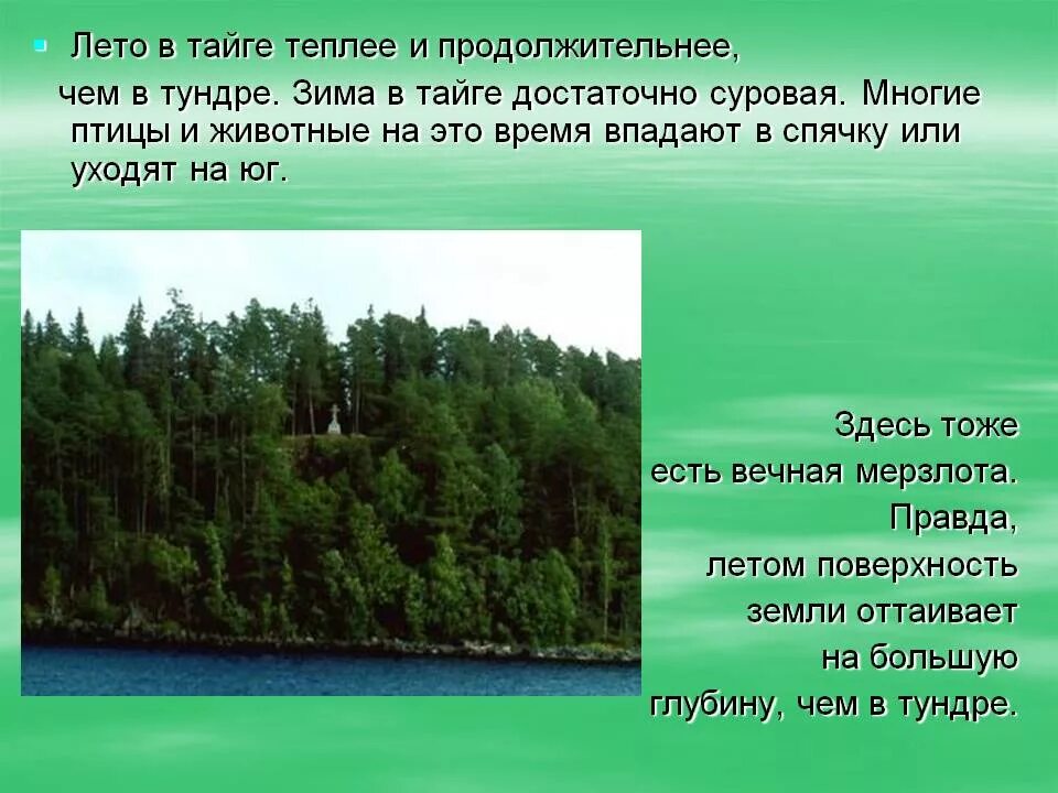 Зона тайги это хвойные. Природные зоны Тайга и тундра. Тайга природная зона. Описание тайги. Тайга презентация.