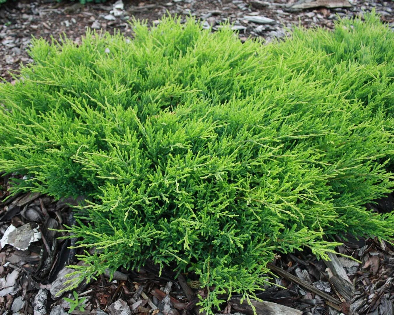 Можжевельник горизонтальный Juniperus horizontalis Andorra. Можжевельник Andorra compacta. Можжевельник горизонтальный Andorra Compact. Можжевельник горизонтальный "Андорра компакта" (Andorra compacta).