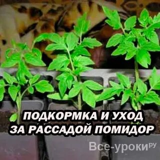 Рассада помидор уход и подкормка