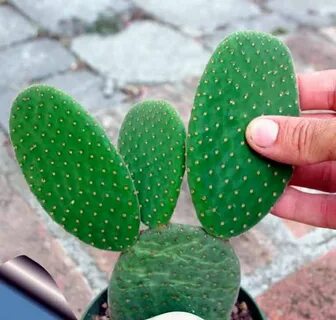 Cactus pro