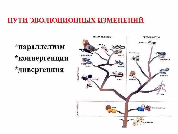 Эволюционные процессы конвергенция и дивергенция. Дивергентная форма эволюции. Пути эволюционных изменений. Дивергенция конвергенция параллелизм.