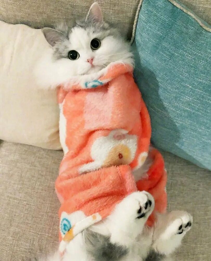 Котик в одеяле. Котенок завернутый в одеяло. котик завернутый в одеяло. кот закутанный в одеяло. милые котята в одеяле.