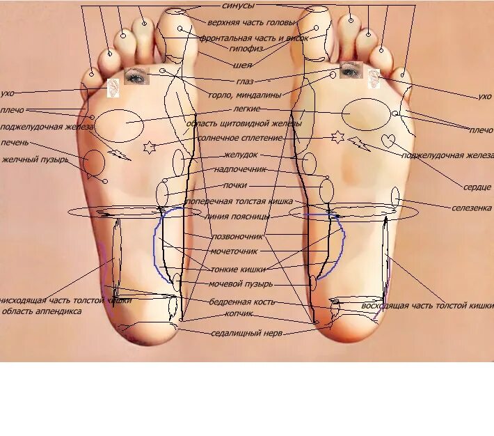 Линии подошвы. Биологически активные точки на стопе. Биологические активные точки на стопе человека. Акупунктурные точки стопы схема. Точки органов на стопе.