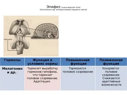 Железы внутренней секреции гипофиз и эпифиз