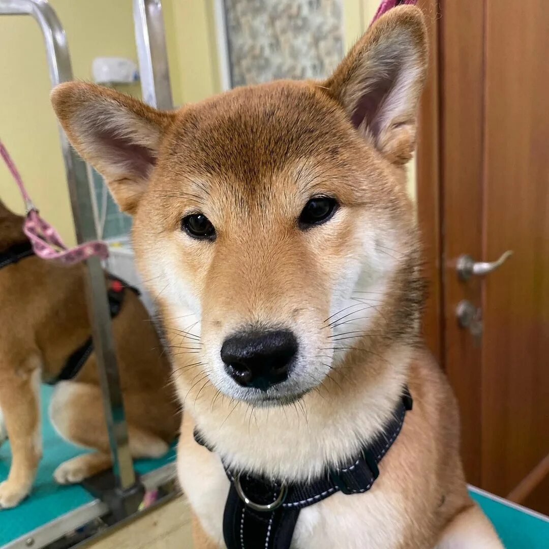 электроугли собаки