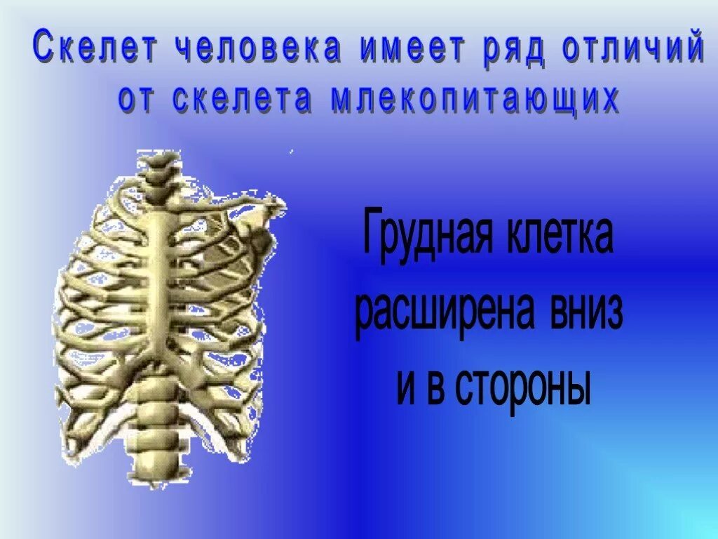 Отличие человека от животного скелет. Скелет человека и млекопитающего. Отличие скелета человека от млекопитающих. Скелет грудной клетки млекопитающих. Отличие скелета человека от скелета млекопитающих.