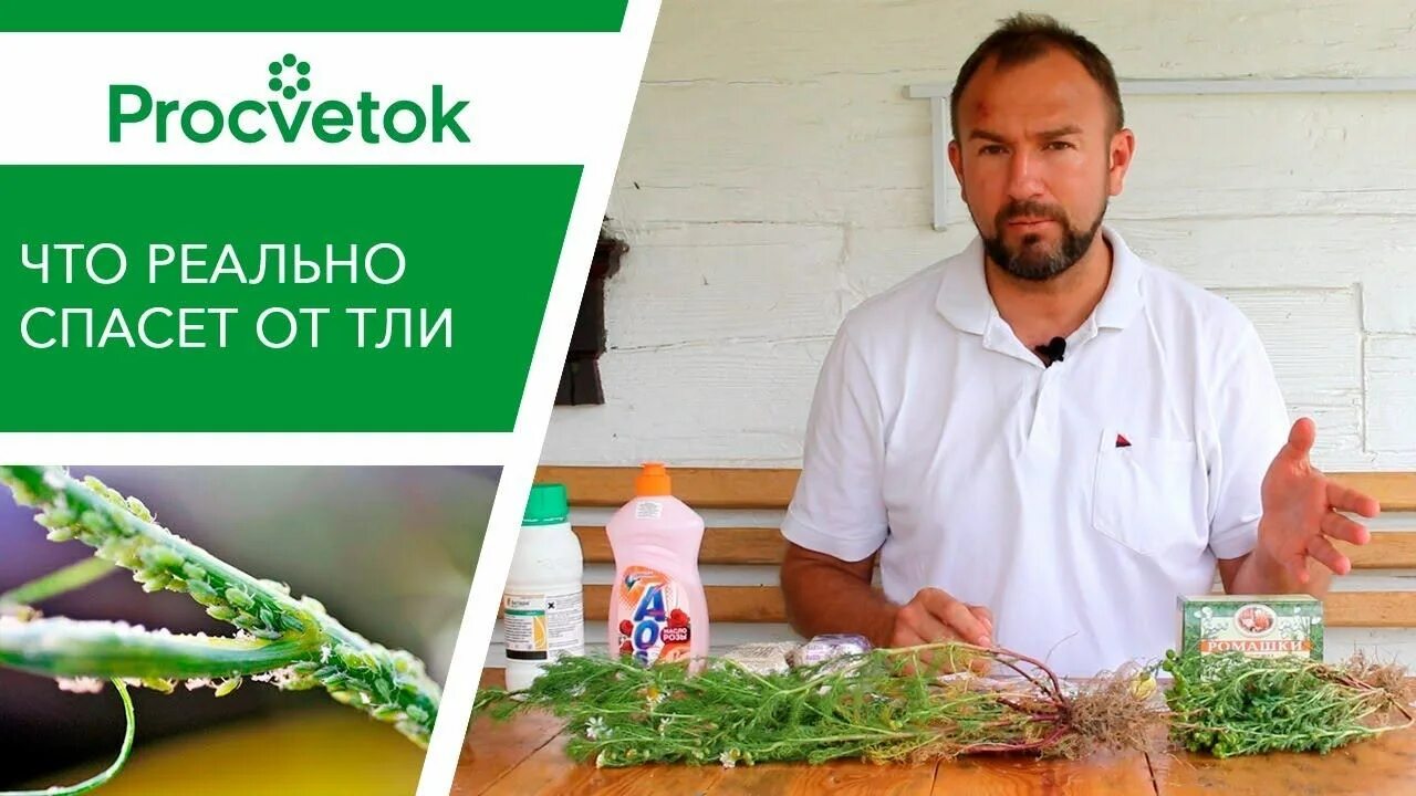 Томаты подкормка во второй половине созревания. Процветок подкормка. Медный купорос для растений. Процветок подкормка. Процветок подкормка.