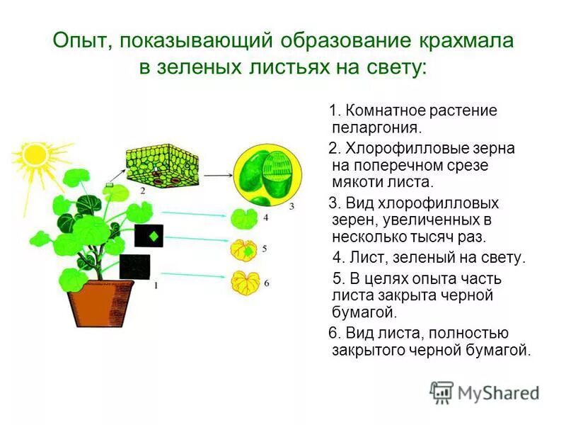 В результате фотосинтеза образуются крахмал. Доказательство образования крахмала в листьях на свету. Опыт образование крахмала в листьях.