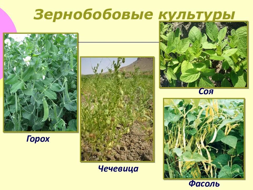 Клевер горох и сою