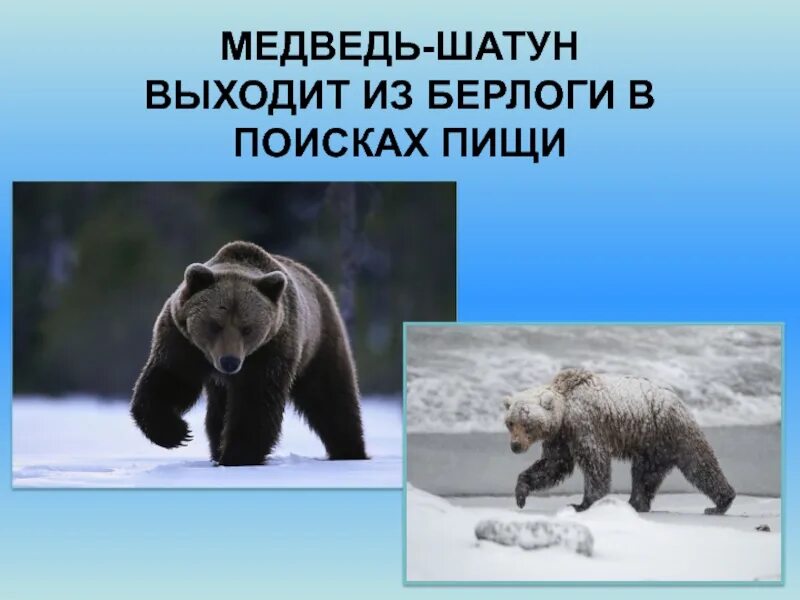 Рассказы про медведей шатунов