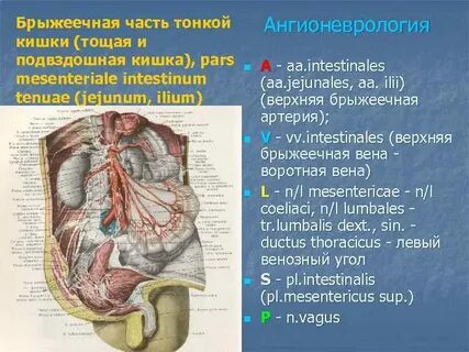 Брыжеечные синусы