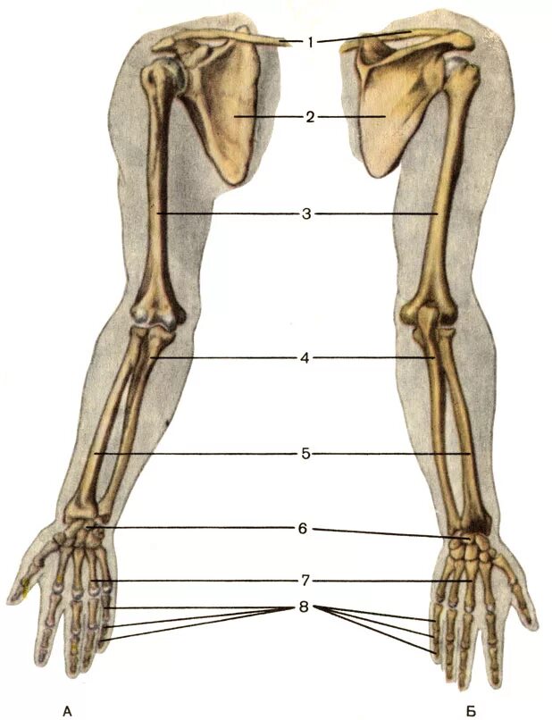 5 кость пояса верхних конечностей. Кости верхней конечности анатомия. Лучевая кость верхней конечности. Лучевая кость на руке анатомия. Скелет руки лучевая кость.