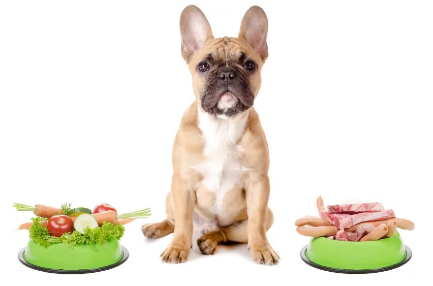 Кормление сухими кормами. Французский бульдог. Еда для собак. Собака кушает. Правильное питание для собак.