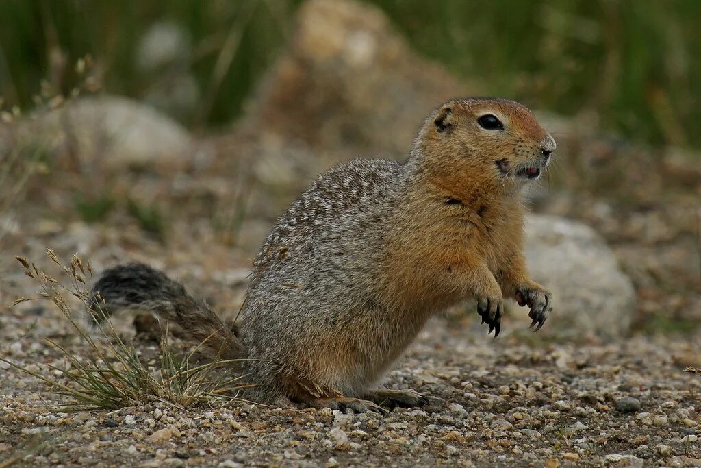 Европейский суслик (Spermophilus citellus). Длиннохвостый (Арктический) суслик. Суслик Эверсмана. Алтайский длиннохвостый суслик.