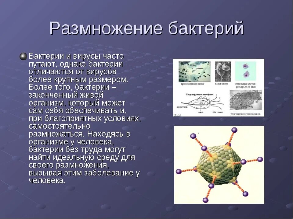 Вирусы способны размножаться только в живых клетках. Вирусы отличаются от бактерий. Различия вируса от бактерии. Отличие микробов от бактерий. Отличие вирусов от микроорганизмов.