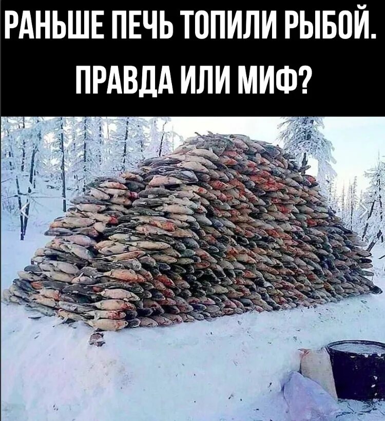 Какой рыбой топили печи на севере. Топили рыбой. На ямале топят рыбой. Как на севере топили печи рыбой. Топили рыбой.