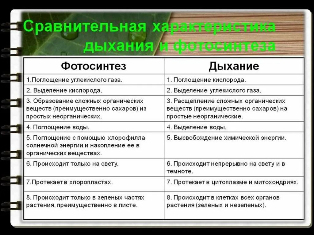 Сравнительная характеристика дыхания и фотосинтеза таблица. Сравнительная таблица процессов фотосинтеза и дыхания. Сравнительная характеристика процесса дыхания и фотосинтеза таблица. Сопоставление фотосинтеза и дыхания таблица. Сравнение процессов фотосинтеза и дыхания где происходит