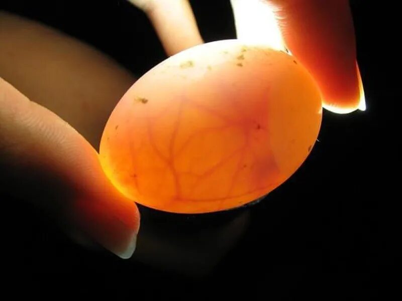 Оплодотворенное ли яйцо. Овоскопирование утиных яиц. Овоскопирование индюшиных яиц. Инкубационное яйцо овоскопирование. Овоскопирование гусиных яиц.