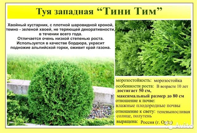 Туя тини тим описание фото. Туя Западная шаровидная"tiny tim". Туя Даника и Тини тим. Туя Западная тайни тим (р9). Гаршинка туя шаровидная Даника.