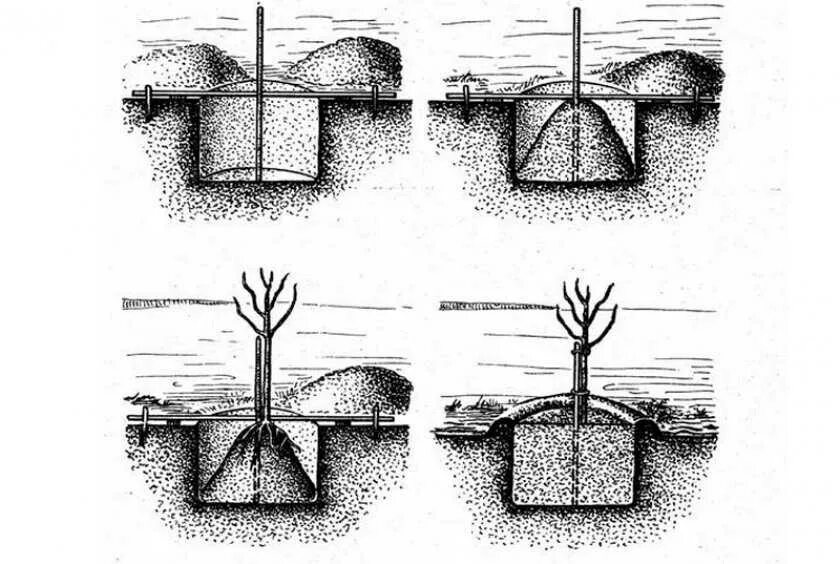 Как правильно посадить плодовое дерево. Схема посадки саженцев яблони. Схема посадки сеянцев. Схема посадки саженцев плодовых деревьев.