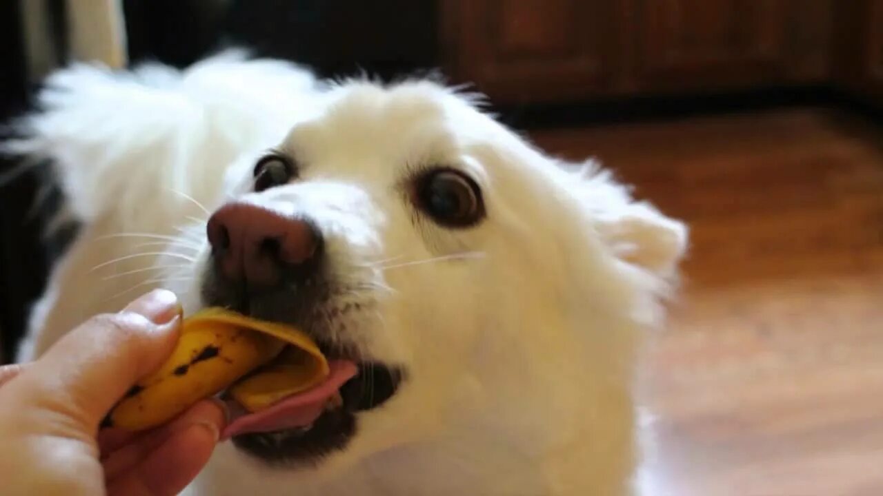 Можно собакам давать бананы. Собачка ест банан. Собака ест банан. Собака кушает банан. Собака с бананом на голове.