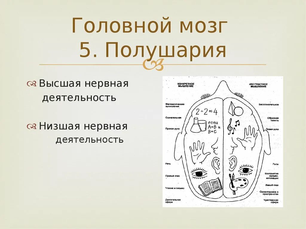 Признаки специфической нервной деятельности. Высшая нервная деятельность 8 класс биология. Высшая нервная деятельность ВНД схема. Низшая нервная деятельность. Низшая нервная деятельность физиология.