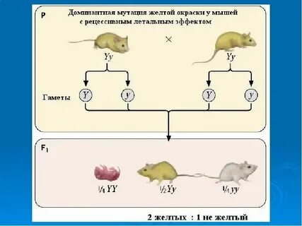 Летален в доминантном состоянии