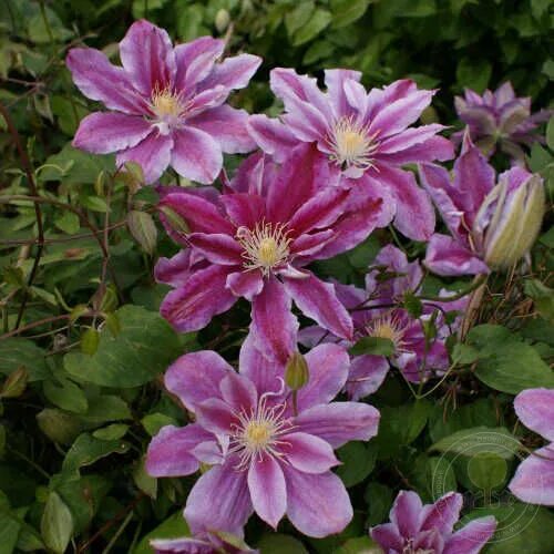 Clematis 'Ragamuffin'