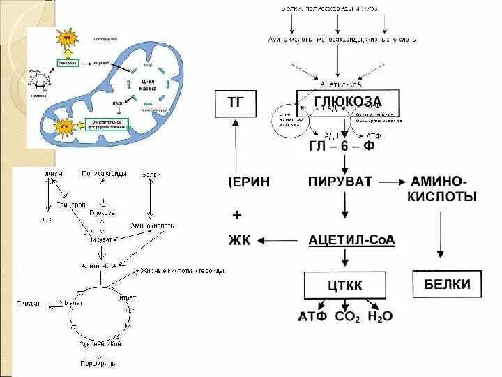 Последовательность этапов процесса дыхания. Схема процесса дыхания растения. Этапы процесса дыхания растений. Важнейшие этапы дыхания растений. Общая схема процесса дыхания у растений.