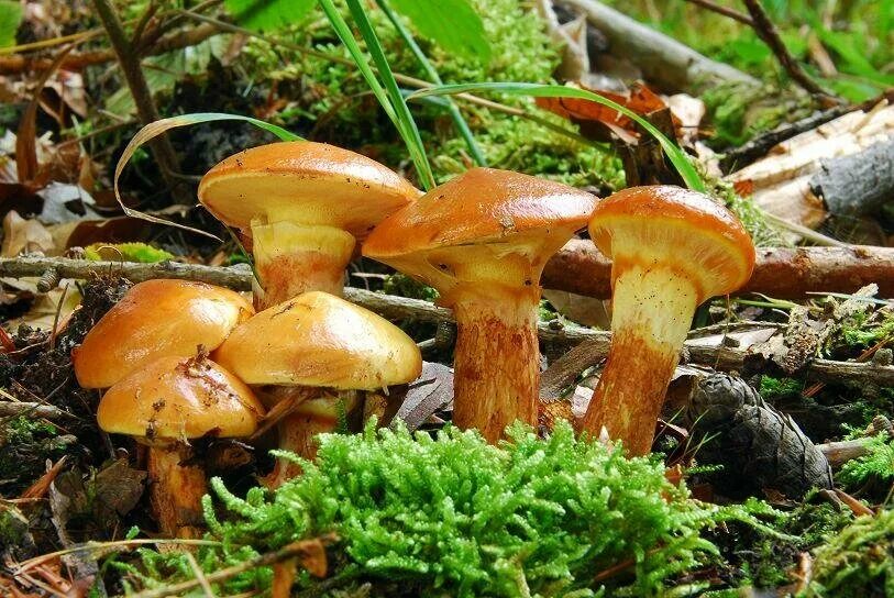 Масленок. Suillus grevillei. Лиственничный масленок гриб. Масленок Пихтовый. Ложный масленок лиственничный.