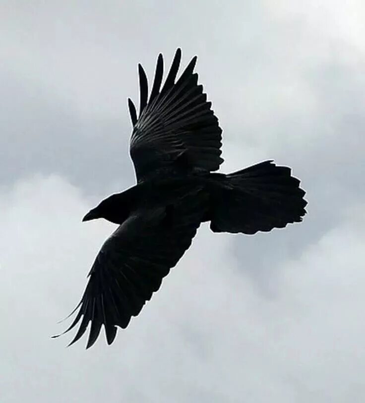 Ravens Surprise Scientists By Showing They Can Plan : The Two-Way : NPR