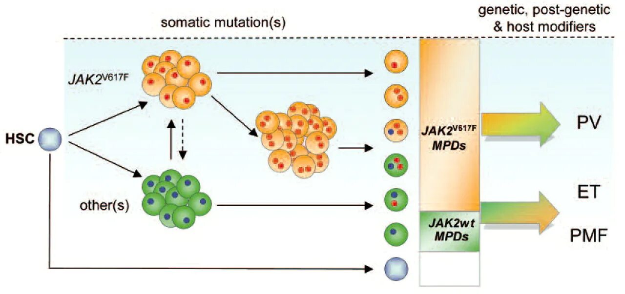 Мутация v617f jak 2. Jak 2 мутация. что такое germline mutation. мутация гена jak2 лечение. мутации mpl что это.