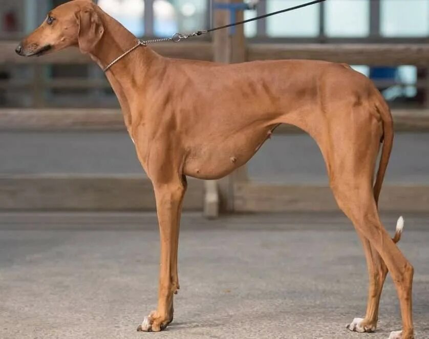 собака гончая азавак. порода борзых азавак. азавак левретка. худощавую большим. левретка гончая борзая.