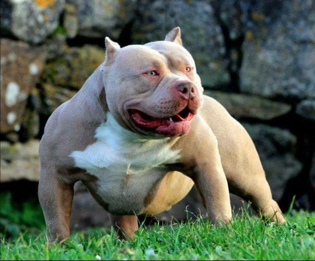 Стаффордширский терьер альбинос. Бойцовские породы собак питбуль. Американский питбультерьер. Бойцовский стаффордширский терьер. Список бойцовских.