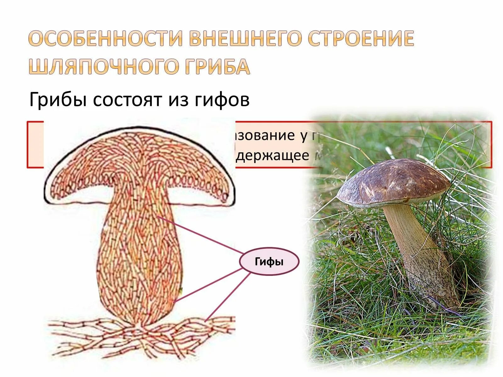 Мицелий определение