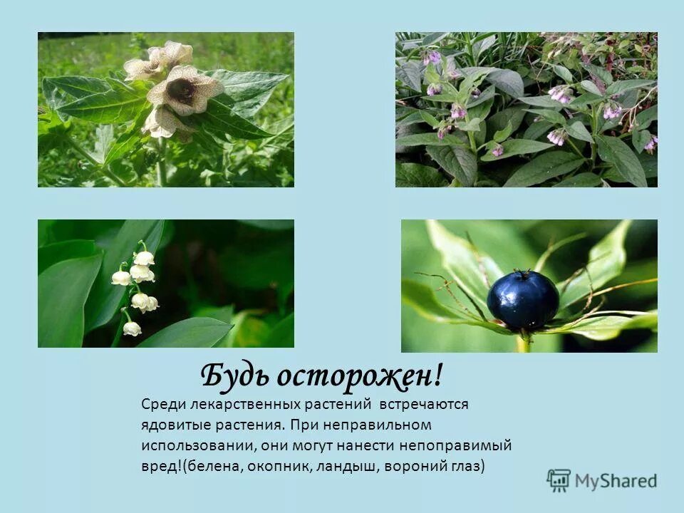 цикута болиголов. южное лекарственное растение 7 букв. пустырник сердечный самарский. южное лекарственное растение 7 букв. южное лекарственное растение 7 букв.