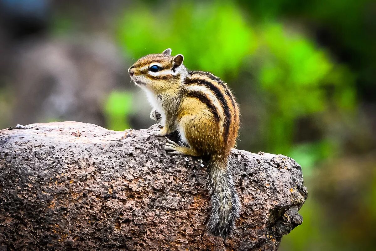 бурундук приморье. азиатский сибирский бурундук. бурундук в тайге. азиатский бурундук татарстан. бурундук приморье.