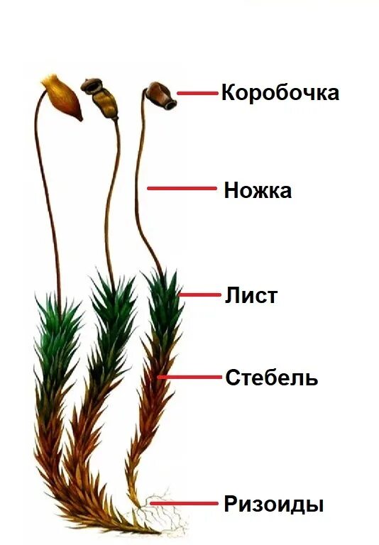 Есть ли корни у сфагнума. Есть ли корни у сфагнума