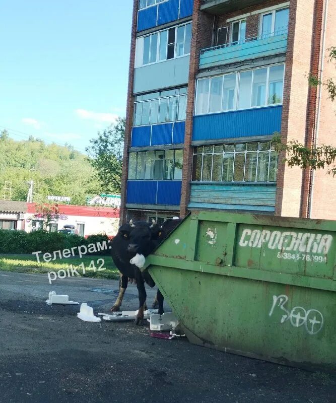 Подслушано осинники. Подслушано осинники. Подслушано в осинниках и калтане сок. Подслушано осиново. Подслушано в осинниках.
